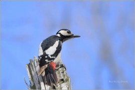 <p>STRAKAPOUD VELKÝ (Dendrocopos major) - /Great spotted woodpecker – Buntspecht/
</p>
